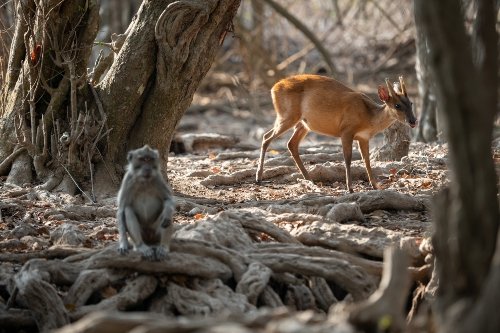 Deer-and-monkey-in-West-Bali-National-Park