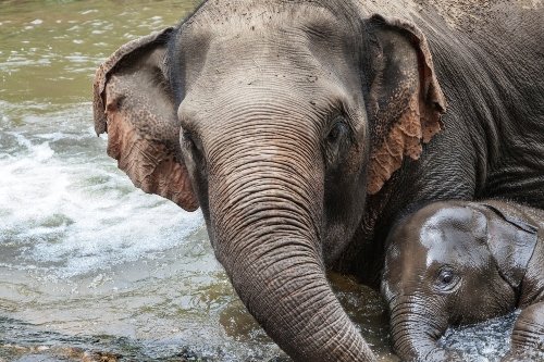 Mother elephant bathing with her baby, Mae Wang, Chiang Mai, Thailand.