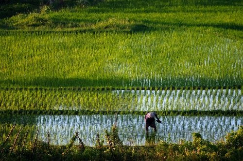 Farmer-working-in-Sidemen-Bali-1