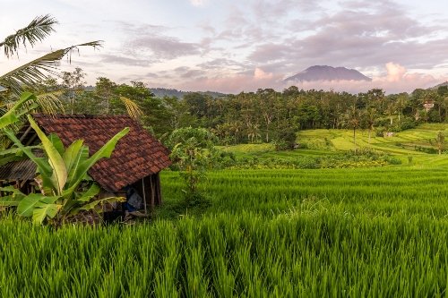 Rice-fields-around-Sidemen-village-Bali