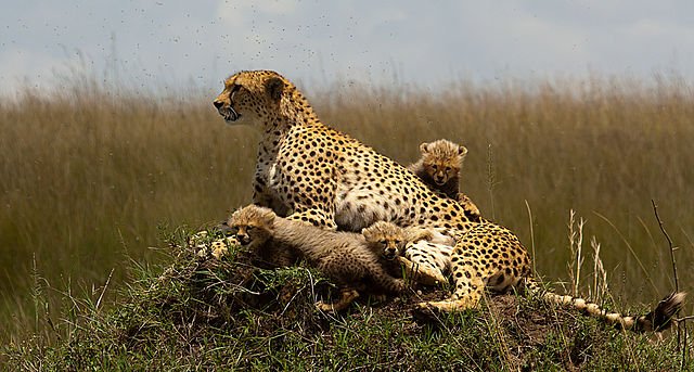 Kenya