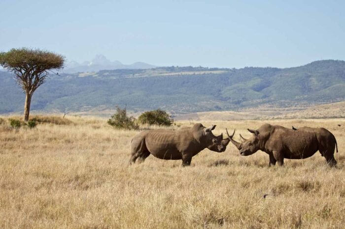 Essential Kenya- Premium